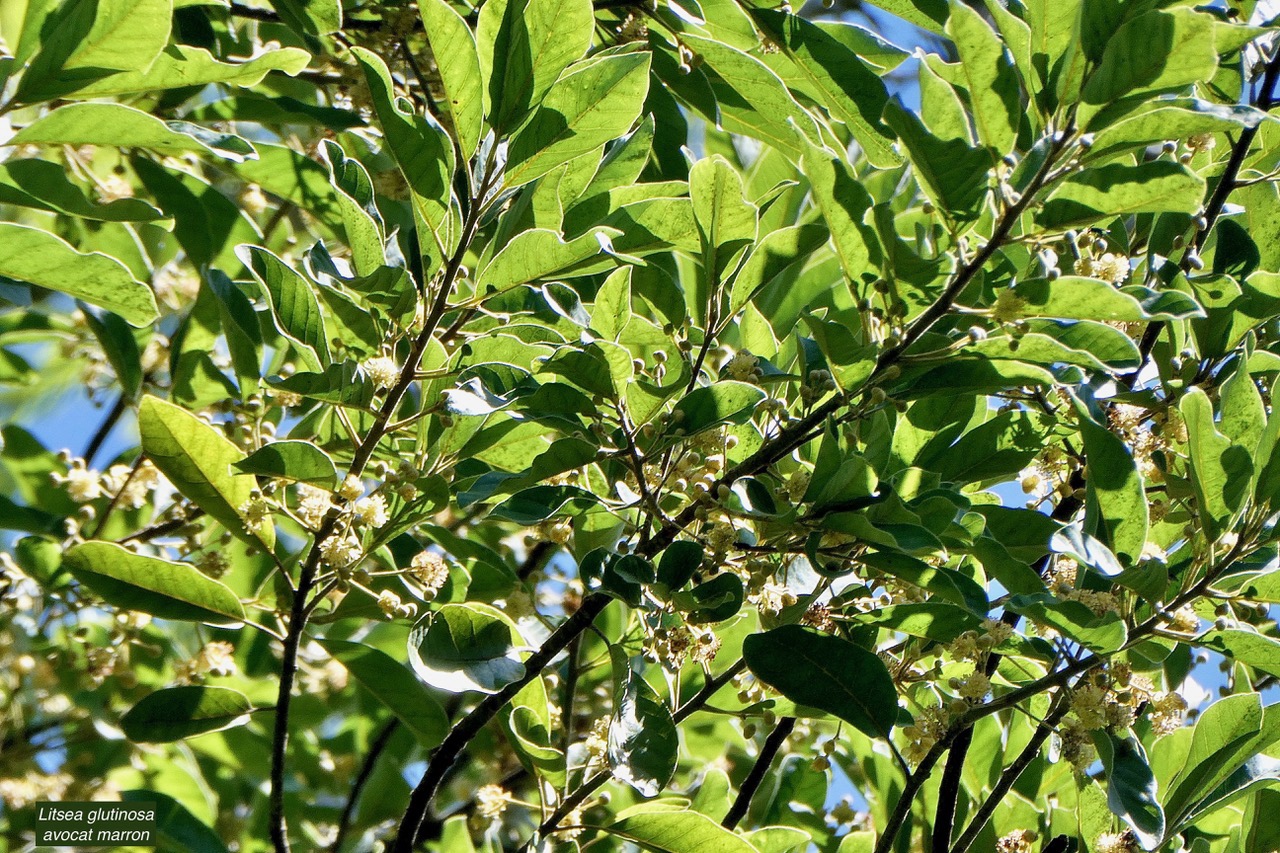 Litsea glutinosa.avocat marron.lauraceae.amphinaturalisé..jpeg