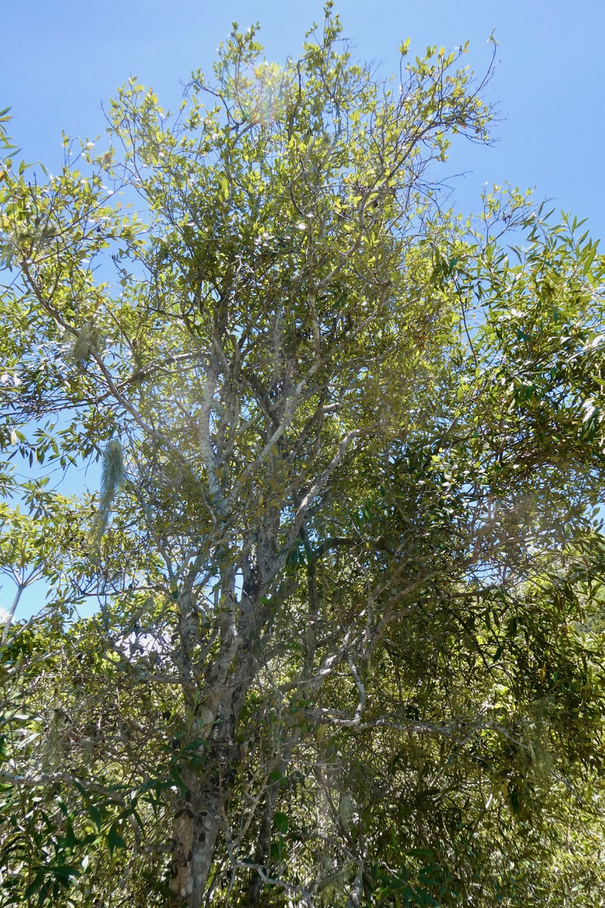 Olea europaea.bois d’olive noir.oleaceae.indigène Réunion. (1).jpeg