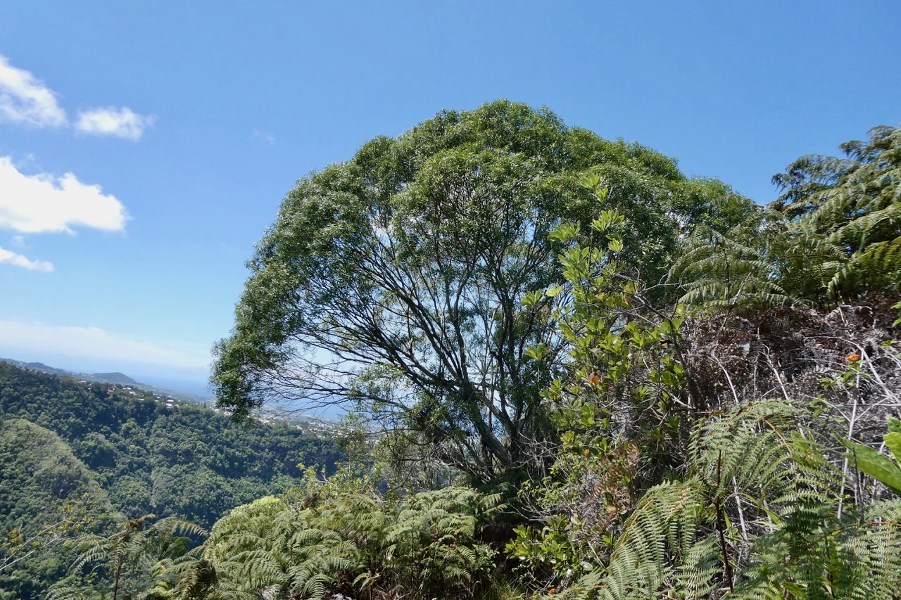 Olea lancea. bois d’olive blanc.oleaceae.indigène Réunion. au détour du sentier.jpeg