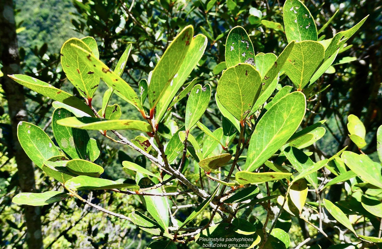 Pleurostylia pachyphloea.bois d’olive grosse peau.celastraceae.endémique Réunion. (1).jpeg