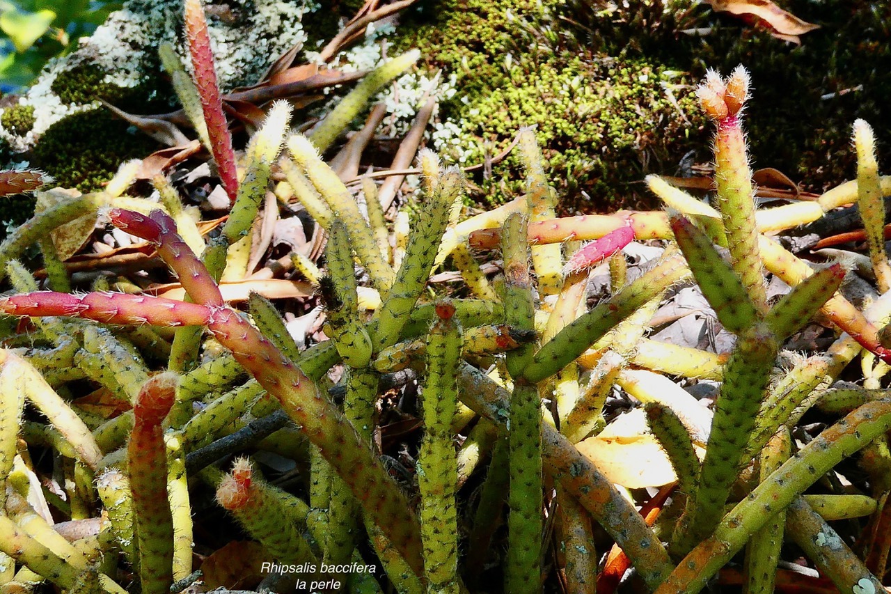 Rhipsalis baccifera. la perle.cactaceae.indigène Réunion..jpeg