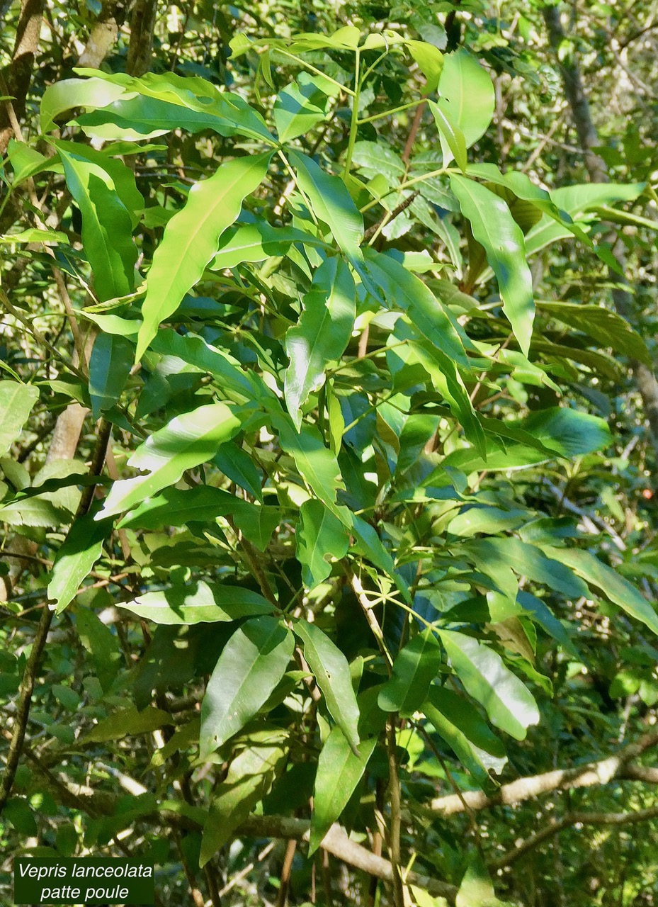 Vepris lanceolata.patte poule.bois Saint-Leu.rutaceae.indigène Réunion. (1).jpeg