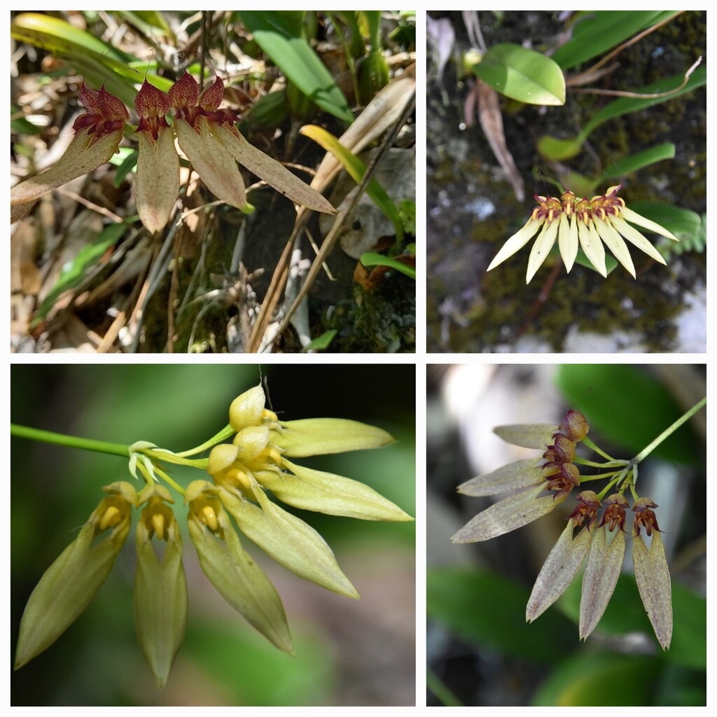 Bulbophyllum longiflorum-EPIDENDROIDEAE-Indigene_Reunion-20231213_121035.jpg