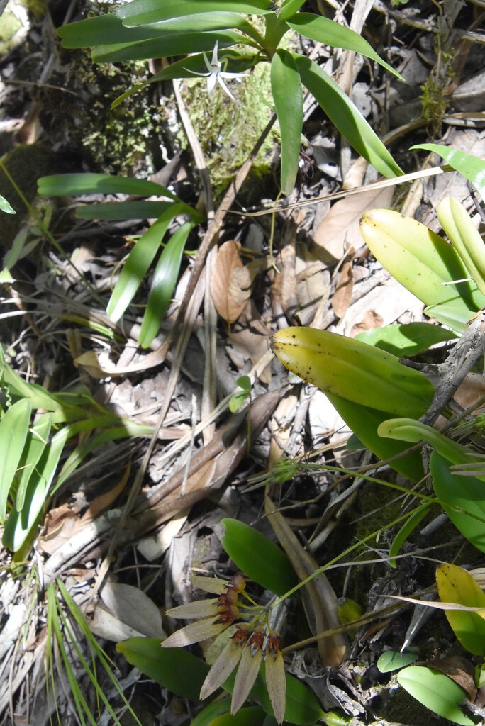 Cohabitation-Jumellea_recta-Bulbophyllum_longiflorum-MB3_4818b.jpg