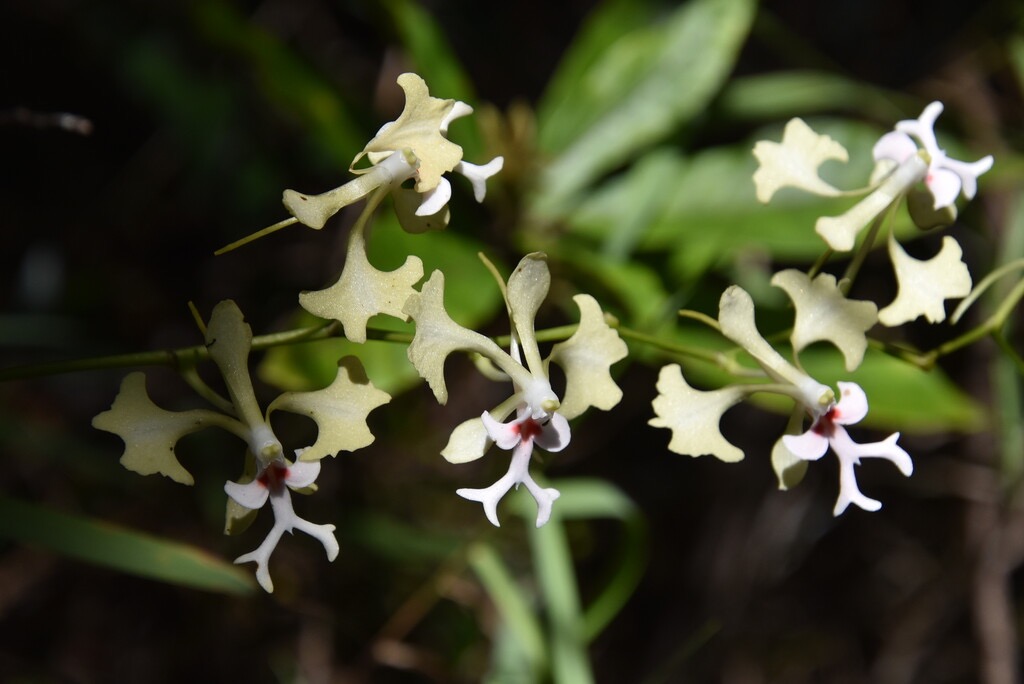 Cryptopus_elatus-liane_camaron-EPIDENDROIDEAE-Endemique_Reunion_Maurice-MB3_4778.jpg