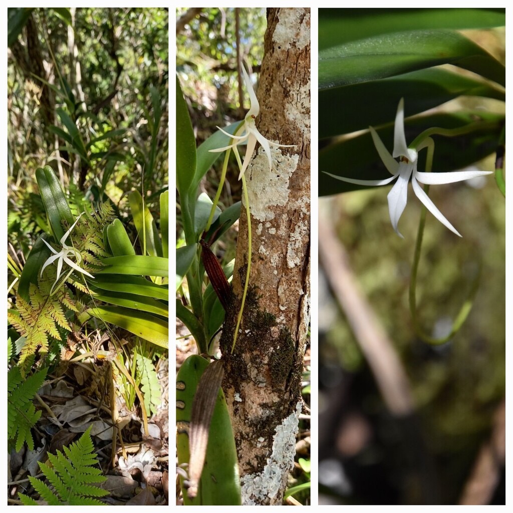 Jumellea_recta-EPIDENDROIDEAE-Indigene_Reunion-20231213_115950.jpg