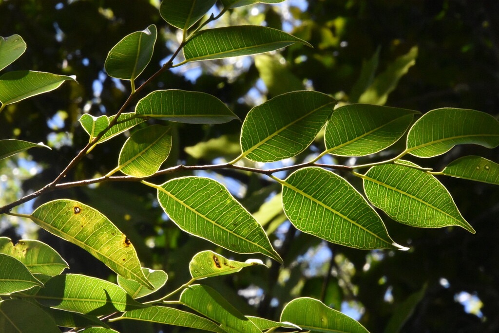 Maillardia_borbonica-Bois_de_maman-MORACEAE-Endemique_Reunion-MB3_4770.jpg