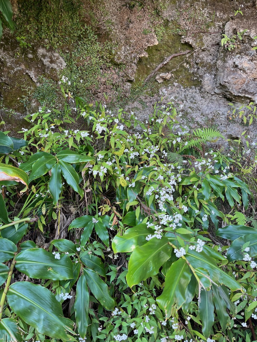 1. Le mur de Benthamia latiflora.jpeg