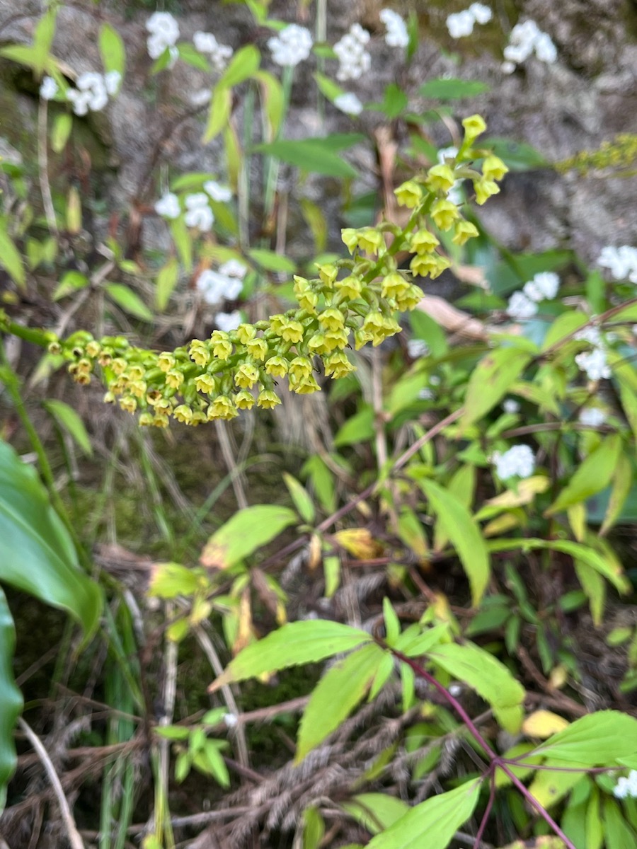 2. Benthamia latifolia - Ø - Orchidaceae -endémique La Réunion et île Maurice..jpeg