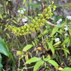 2. Benthamia latifolia - Ø - Orchidaceae -endémique La Réunion et île Maurice..jpeg