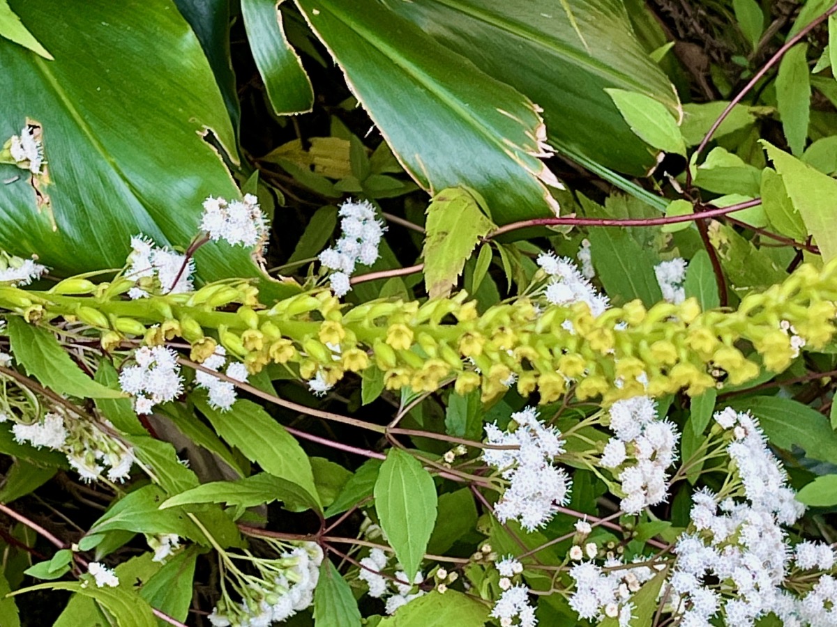 3. Benthamia latifolia - Ø - Orchidaceae -endémique La Réunion et île Maurice..jpeg