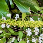 3. Benthamia latifolia - Ø - Orchidaceae -endémique La Réunion et île Maurice..jpeg