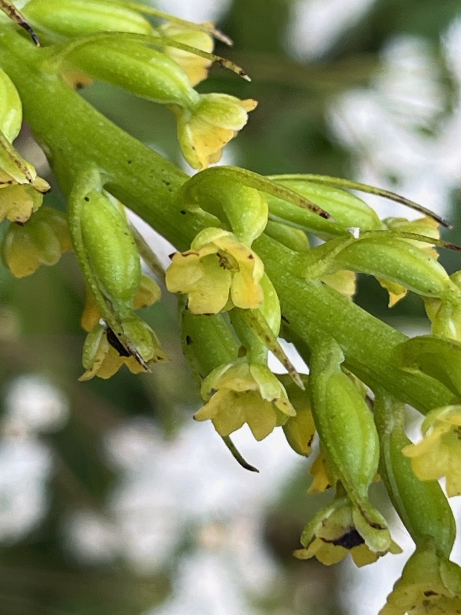 4. Benthamia latifolia - Ø - Orchidaceae -endémique La Réunion et île Maurice. FleurIMG_1429.HEIC.jpeg