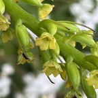 4. Benthamia latifolia - Ø - Orchidaceae -endémique La Réunion et île Maurice. FleurIMG_1429.HEIC.jpeg