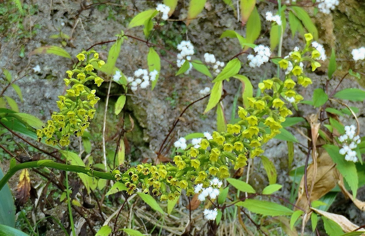 Benthamia latifolia . Benthamia Chlorantha.(Thouars) A. Rich.orchidaceae.endémique Réunion Maurice et Ageratina riparia .orthochifon.jouvence.asteraceae.très envahissante..jpeg