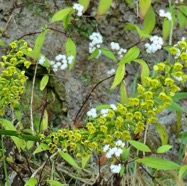 Benthamia latifolia . Benthamia Chlorantha.(Thouars) A. Rich.orchidaceae.endémique Réunion Maurice et Ageratina riparia .orthochifon.jouvence.asteraceae.très envahissante..jpeg