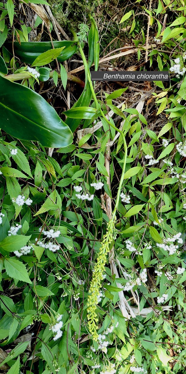 Benthamia latifolia . Benthamia Chlorantha.(Thouars) A. Rich.orchidaceae.endémique Réunion Maurice.jpeg