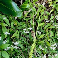 Benthamia latifolia . Benthamia Chlorantha.(Thouars) A. Rich.orchidaceae.endémique Réunion Maurice.jpeg