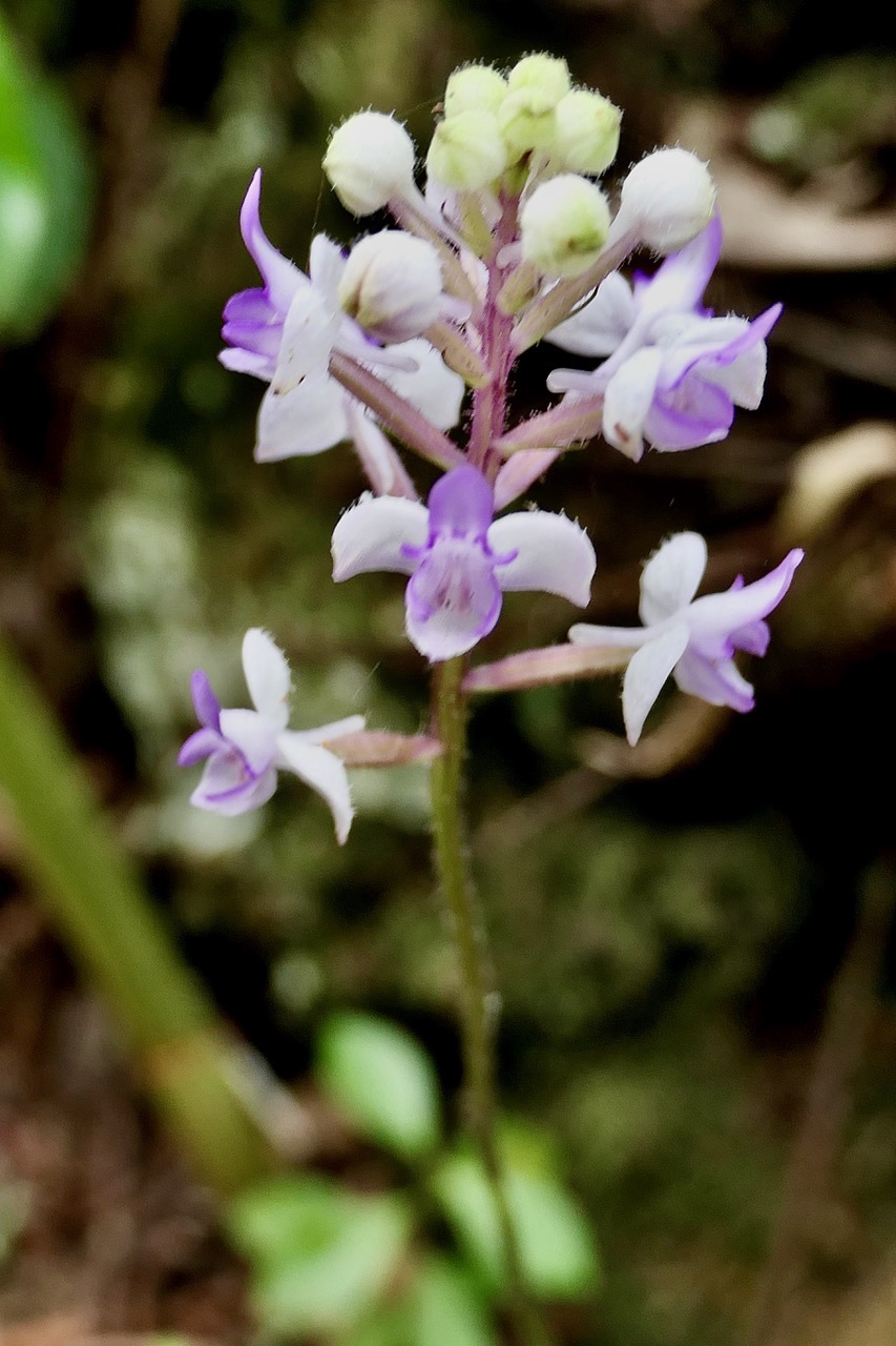 Cynorkis ridleyi T. Durand et Schinz.orchidaceae.endémique Madagascar Comores et Mascareignes.devenu Cynorkis squamosa dans la nouvelle flore des Mascareignes (2).jpeg