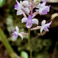 Cynorkis ridleyi T. Durand et Schinz.orchidaceae.endémique Madagascar Comores et Mascareignes.devenu Cynorkis squamosa dans la nouvelle flore des Mascareignes (2).jpeg