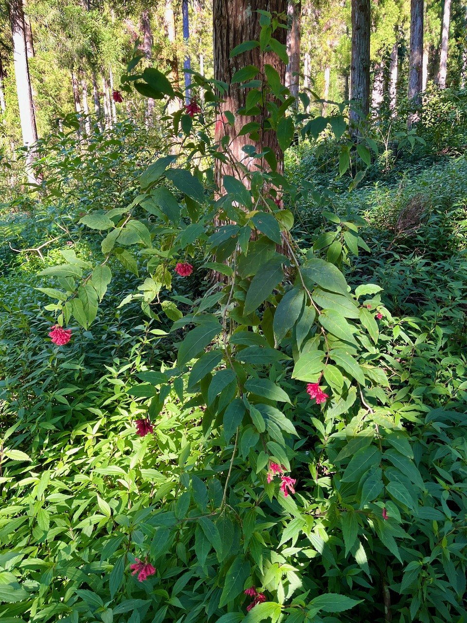 1. Cestrum elegans.jpeg