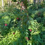 1. Cestrum elegans.jpeg