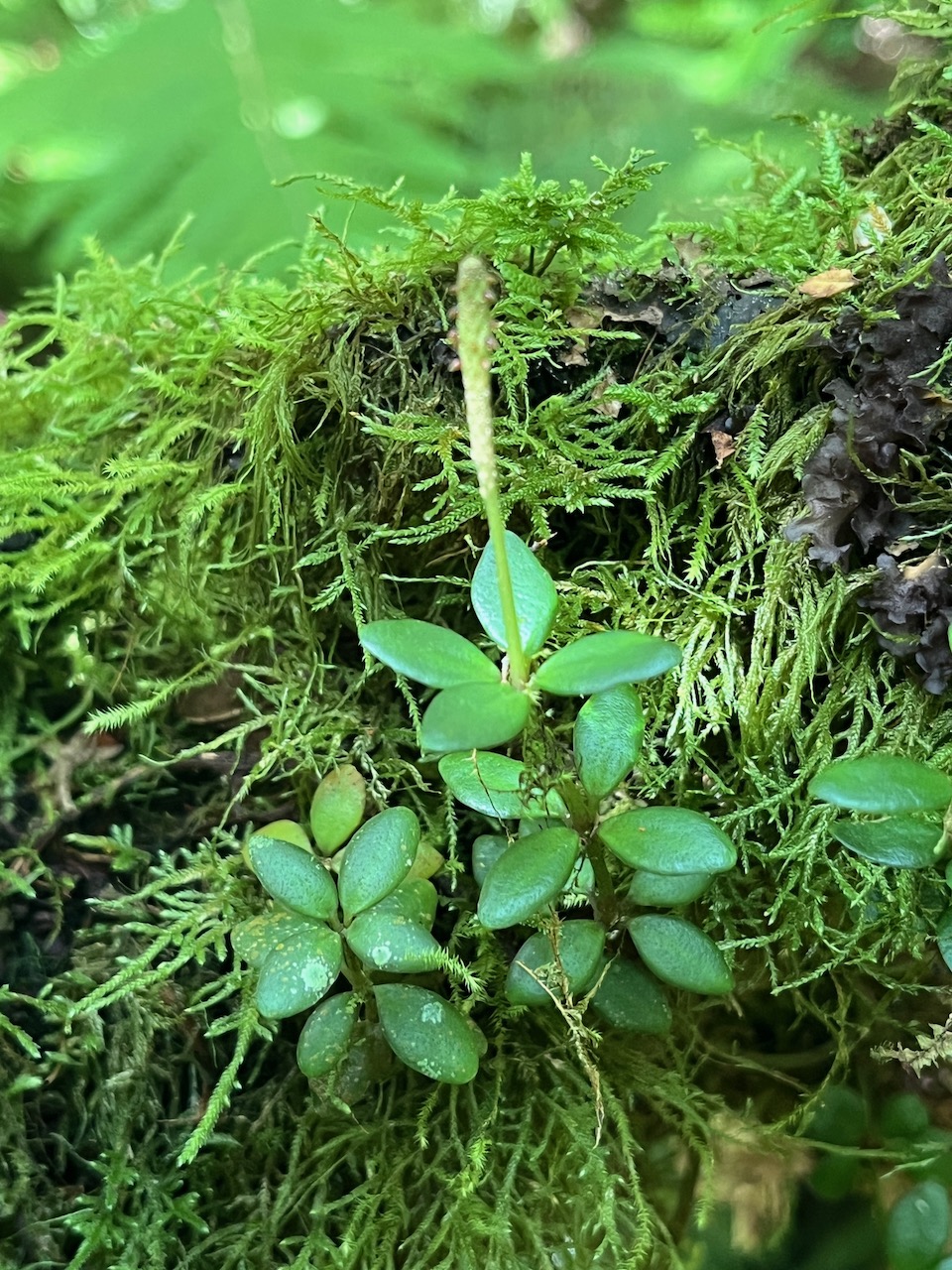 15. Peperomia tetraphylla - Pourpier marron - Piperaceae - Pantropicale.jpeg