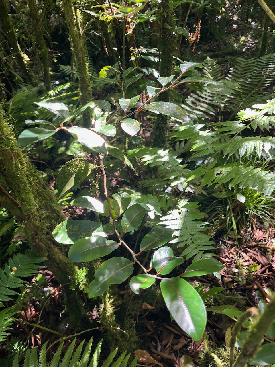 19. Casearia coriacea - Bois de cabri rouge - Flacourtiaceae - endémique de la Réunion et de Maurice.jpeg