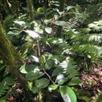 19. Casearia coriacea - Bois de cabri rouge - Flacourtiaceae - endémique de la Réunion et de Maurice.jpeg