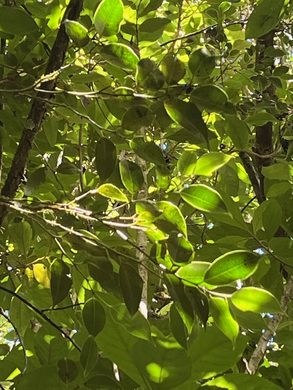 20. Maillardia borbonica - Bois de sagaie ou  Bois de maman - MORAC.  endémique.jpeg