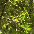 20. Maillardia borbonica - Bois de sagaie ou  Bois de maman - MORAC.  endémique.jpeg