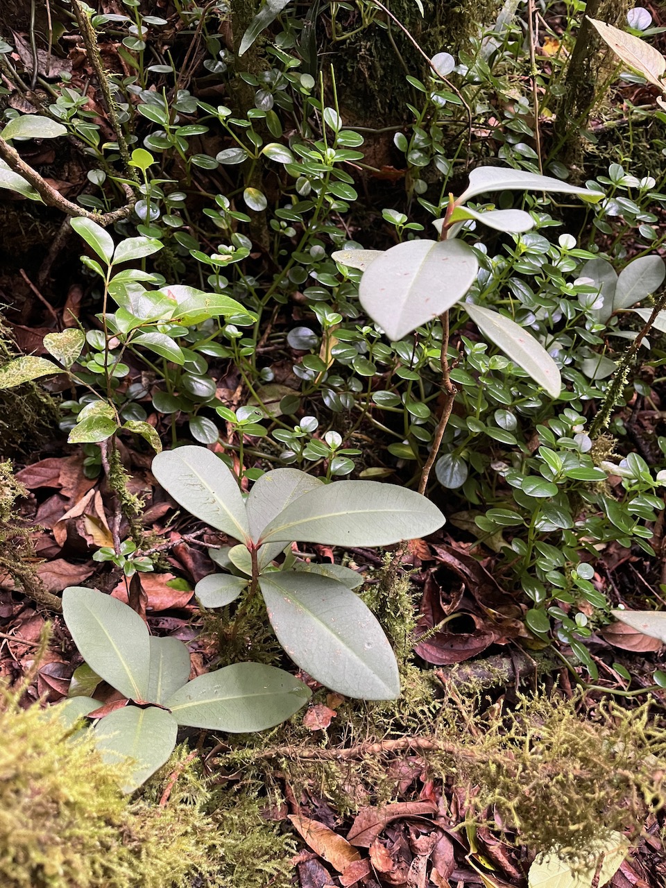 27. Badula decumbens Bois de savon Primulaceae Endémique La Réunion.jpeg