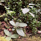 27. Badula decumbens Bois de savon Primulaceae Endémique La Réunion.jpeg