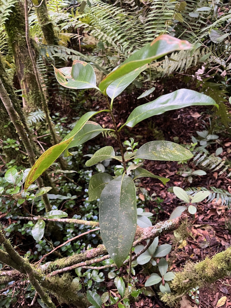 29. Noronhia broomeana Bois de coeur bleu Oleaceae Endémique La Réunion,.jpeg