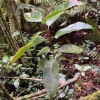 29. Noronhia broomeana Bois de coeur bleu Oleaceae Endémique La Réunion,.jpeg