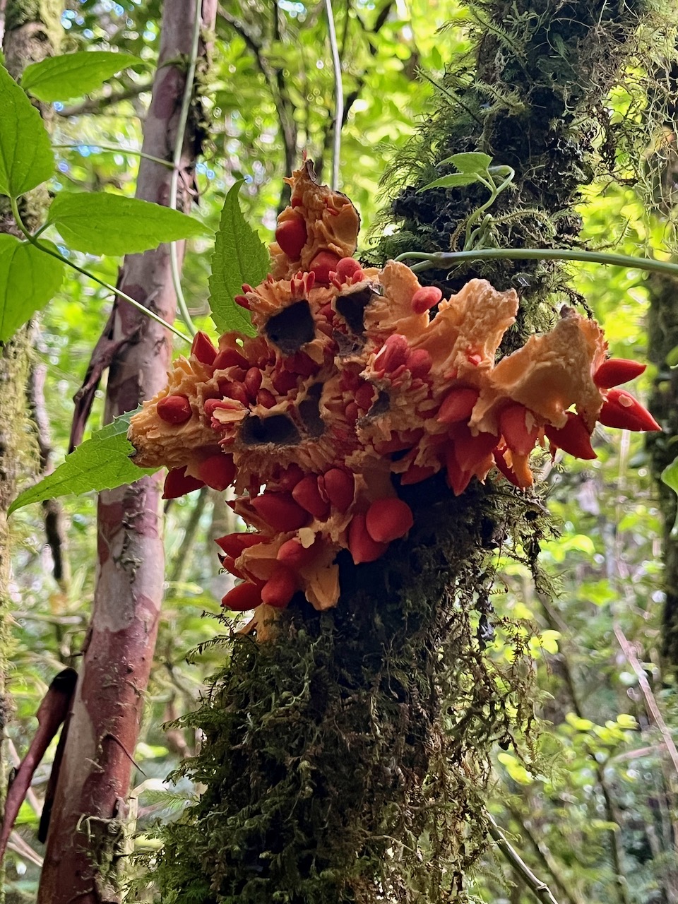 31. Fruit de Tambourissa crassa - Bois de tambour  ou Bois de Bombarde- Monimiacée - Masc.jpeg