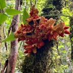 31. Fruit de Tambourissa crassa - Bois de tambour  ou Bois de Bombarde- Monimiacée - Masc.jpeg