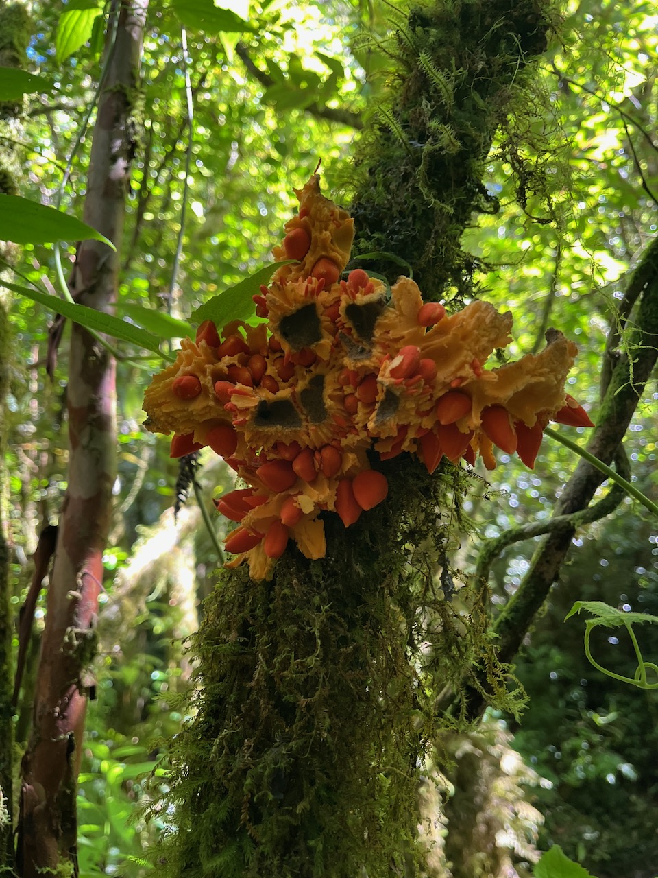 32. Fruit de Tambourissa crassa - Bois de tambour  ou Bois de Bombarde- Monimiacée - Masc.jpeg