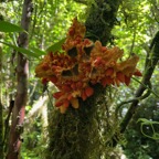 32. Fruit de Tambourissa crassa - Bois de tambour  ou Bois de Bombarde- Monimiacée - Masc.jpeg