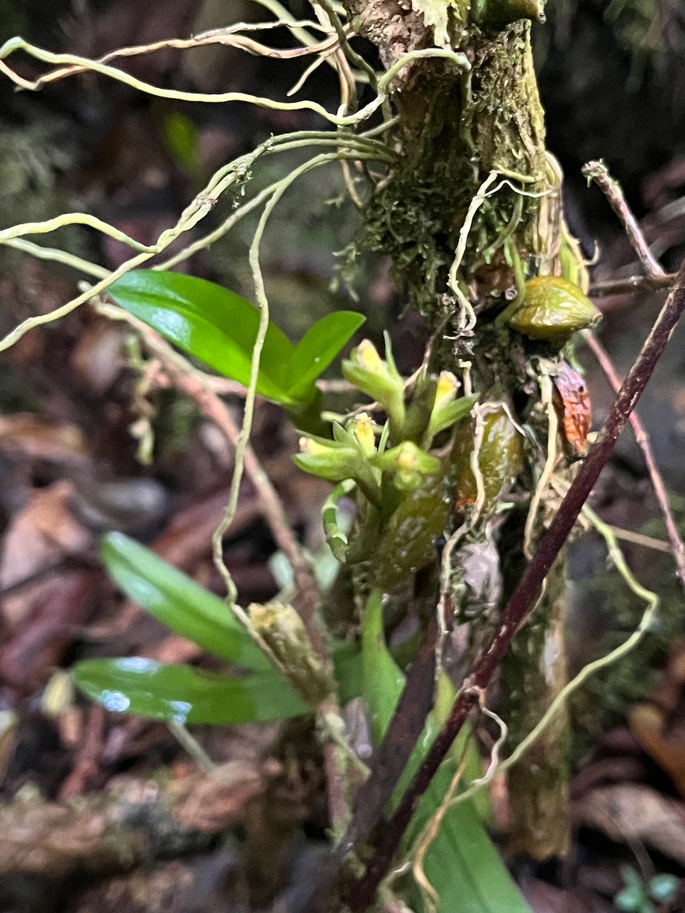 35. Bulbophyllum cylindrocarpum Orchidaceae Indigène La Réunion.jpeg