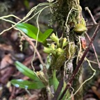 35. Bulbophyllum cylindrocarpum Orchidaceae Indigène La Réunion.jpeg