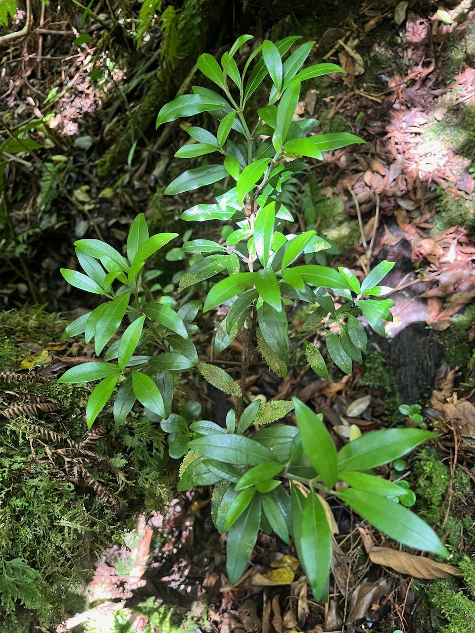 38. Psathura borbonica - Petit Bois cassant - Rubiaceae- B.jpeg