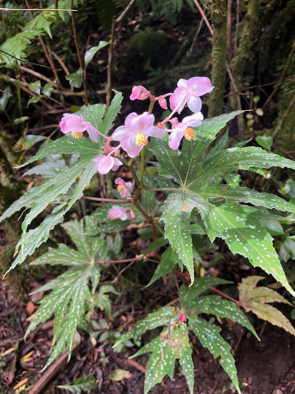 39. Begonia diadema Bégonia diadème Begoniaceae.jpeg