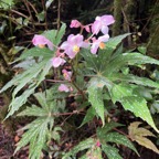 39. Begonia diadema Bégonia diadème Begoniaceae.jpeg