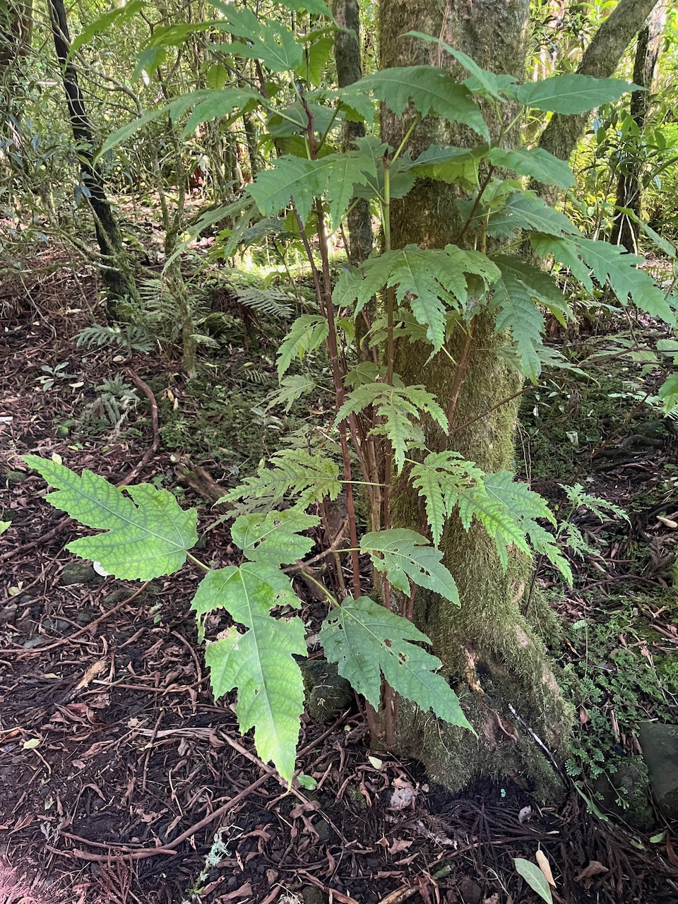 4. Ficus lateriflora  - Ficus Blanc  - MORACEAE - Endémique de la Réunion et de Maurice.jpeg