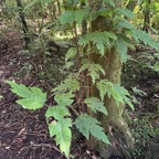 4. Ficus lateriflora  - Ficus Blanc  - MORACEAE - Endémique de la Réunion et de Maurice.jpeg