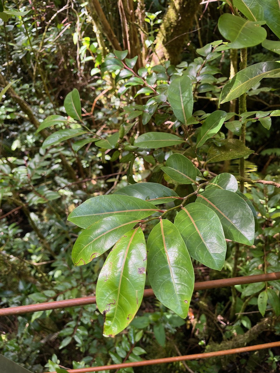 44. Casearia coriacea - Bois de cabri rouge - Flacourtiaceae - endémique de la Réunion et de Maurice.jpeg