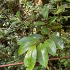 44. Casearia coriacea - Bois de cabri rouge - Flacourtiaceae - endémique de la Réunion et de Maurice.jpeg