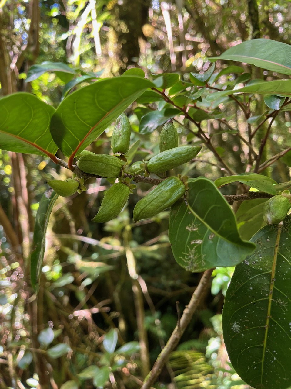 45. Fruits de Casearia coriacea - Bois de cabri rouge - Flacourtiaceae - endémique de la Réunion et de Maurice.jpeg