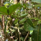 45. Fruits de Casearia coriacea - Bois de cabri rouge - Flacourtiaceae - endémique de la Réunion et de Maurice.jpeg